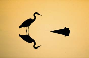 23animals