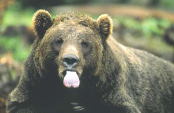 24animals