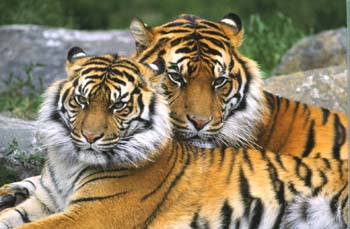 33animals