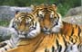 33animals