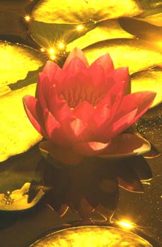 51flowers