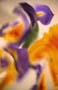 40flowers