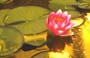 45flowers