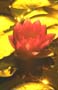 51flowers